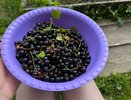 Лучшие подкормки для смородины по сезонам: ягод так много, что ветки ломаются