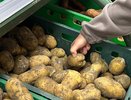10 крупных и урожайных сортов картофеля, которые стоит сажать в 2026 году
