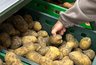 Посадка картофеля в мае: температура почвы, глубина и лунный календарь
