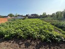Июньский уход за картофелем: как поливать, чем подкармливать и когда окучивать