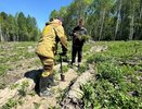 В Свердловской области в рамках акции «Сад памяти» высадили 233,5 тысячи деревьев