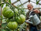 Томаты прут как бешеные после этой подкормки. 3 правила июньских дрожжей, которые многие игнорируют