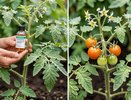 Томаты цветут и завязывают плоды: чем подкормить в июне, чтобы не было пустоцвета и вершинной гнили