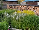 Георгины в июне: простая подкормка, которая оживит даже чахлый цветок и даст пышное цветение