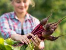 У свеклы краснеют листья и она не растёт: что делать — простые советы