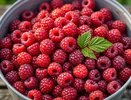 Малина завалит ягодами: два кухонных отхода, которые работают лучше магазинных удобрений