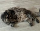 Почему кошка бросается на ноги и кусает — и как правильно реагировать