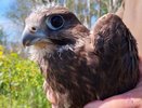 В лесах Каменского района выпустили краснокнижных соколов-балобанов