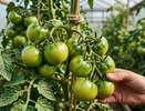 Что сделать с томатами в июне, чтобы получить рекордный урожай