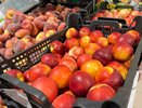 Июньский ценопад на фрукты: когда и что покупать, чтобы сэкономить