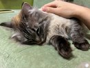 Кошка лезет «целоваться»: что на самом деле стоит за этим поведением