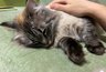 Кошка лезет «целоваться»: что на самом деле стоит за этим поведением