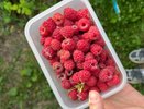 Чем подкормить малину для крупной и сладкой ягоды
