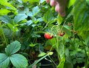 Клубника перед цветением: два главных шага для богатого урожая
