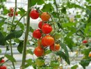 Крупные помидоры за лето: 10 шагов, которые работают