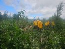 В Кушве продолжают ликвидировать последствия урагана: расчищено 10 тысяч квадратных метров
