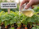 Поливаю всходы моркови этим раствором — и она растёт крупная, а морковная муха облетает стороной
