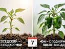 Высадил перец в грунт и сразу дал это под корень — через неделю разница с соседской грядкой видна невооружённым глазом