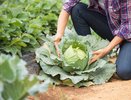 Секреты выращивания тугих, хрустящих кочанов капусты: от рассады до урожая