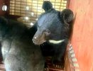 Двух осиротевших гималайских медвежат отправили из Владивостока в Екатеринбург – зоопарк ждёт новых питомцев