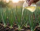 Лук растёт как на дрожжах без химии: 2 подкормки по часам