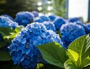 Любая ошибка отразится на цветах: полный июньский уход за гортензиями