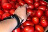 Понюхайте у плодоножки: три простых правила выбора вкусных помидоров