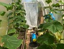 Две главные подкормки огурцов в июне, которые дадут мощное плодоношение