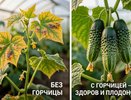 Присыпьте этот порошок возле молодых огурцов в июне. Урожай увеличится в несколько раз