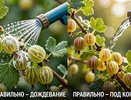 Ошибки в уходе за крыжовником в июне: что нельзя делать ни в коем случае