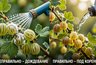 Ошибки в уходе за крыжовником в июне: что нельзя делать ни в коем случае