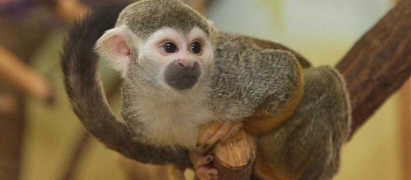 Шустрые новосёлы: в Екатеринбургском зоопарке живут обезьянки саймири