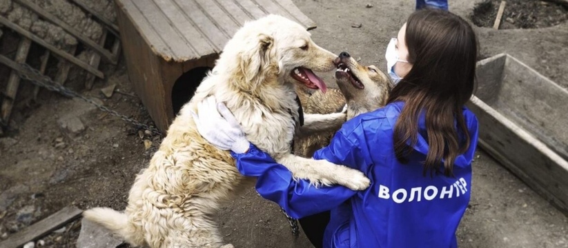 Поможем животным: в Екатеринбурге состоятся Дни добрых дел