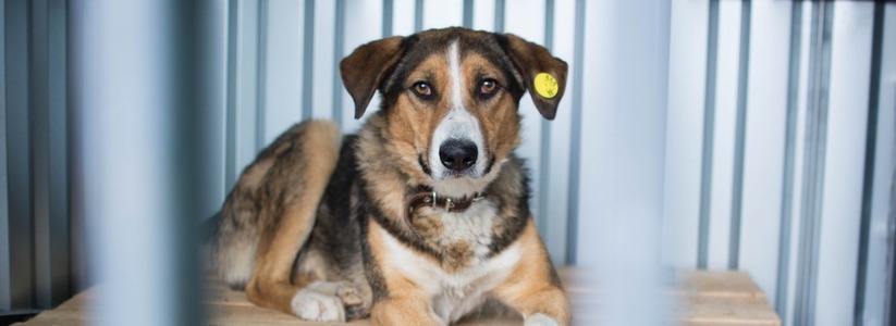 Более 120 собак из приюта для животных «Спецавтобазы» нашли новый дом в 2022 году