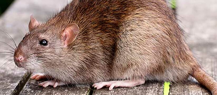 Как избавиться от крыс в квартире: чем травить и как бороться