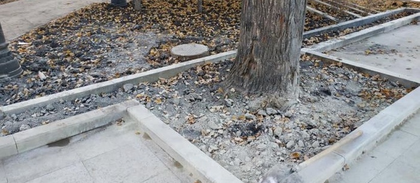 Общественник предложил ввести в Екатеринбурге запрет на рубку деревьев