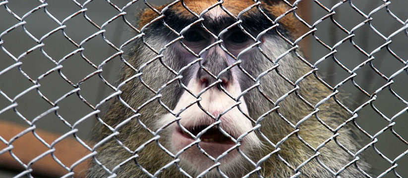 Царские условия для животных: 26 миллионов рублей потратят на ремонт вольеров для обезьян в екатеринбургском зоопарке 