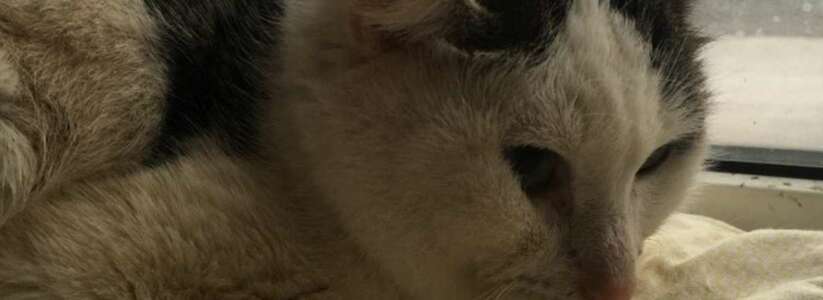 Запертые кошки в Нижнем Тагиле поедали друг друга: животных пришлось усыпить