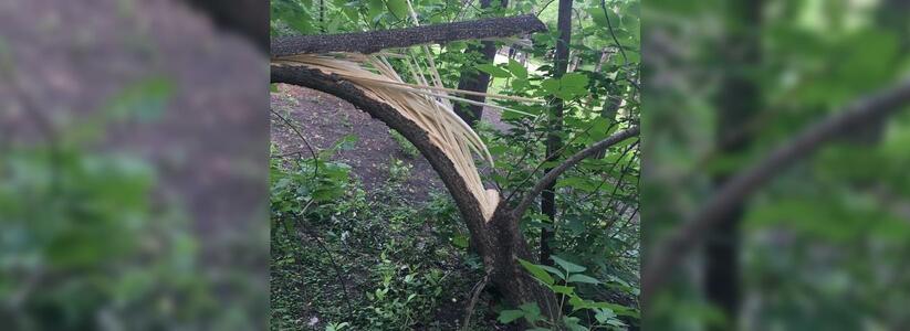 Провокация: в парке XXII Партсъезда неизвестные сломали дерево