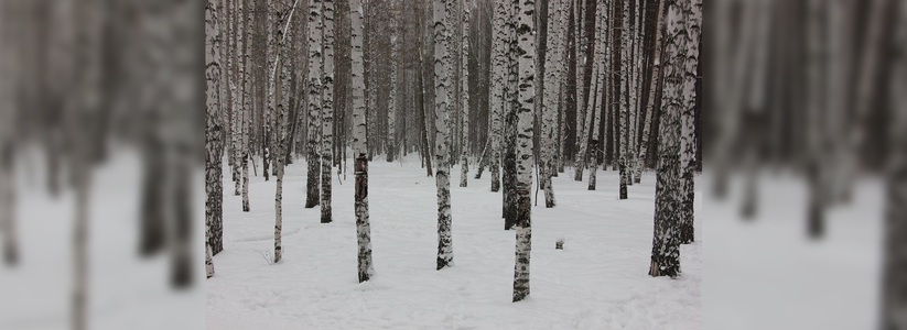 В Екатеринбурге собираются вырубить 230 гектаров деревьев ради научного центра