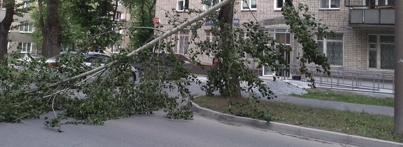 Деревья падали на машины и детские площадки: последствия штормового ветра в Екатеринбурге