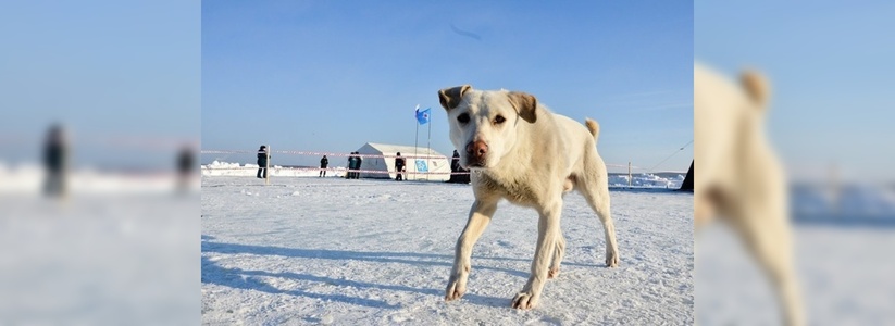 В Свердловской области бездомная собака искусала ребенку лицо: суд оценил ущерб в 100 тысяч рублей