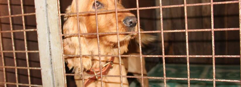 В приюте для животных в Артемовском массово сжигали собак