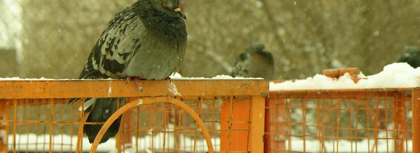 Екатеринбурженка пренебрегла газовой безопасностью из-за голубей
