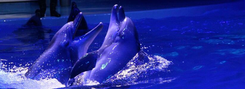 В океанариумах США планируют заменить дельфинов роботами