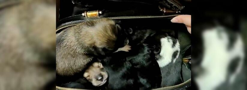 Сумку с семью новорожденными щенками выбросили на остановке в Екатеринбурге