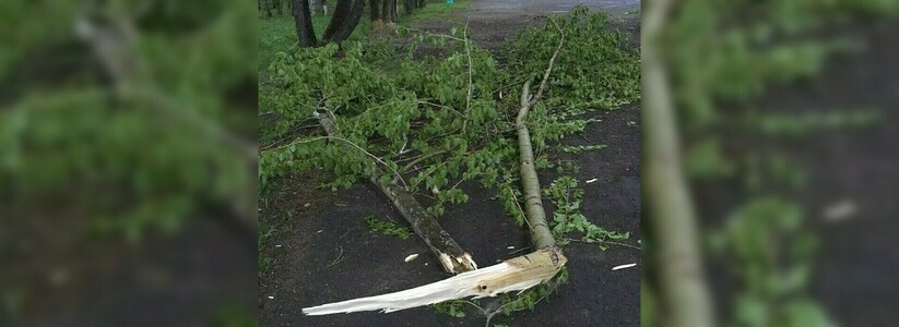 Упало дерево и сломало позвоночник: уралочке выплатили компенсацию после обращения к Путину