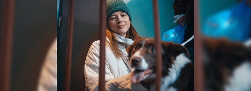Екатеринбуржцы сняли короткометражку о бездомных собаках, которым грозит отстрел