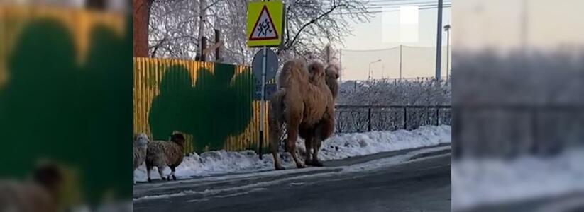 В Свердловской области верблюда, разгуливавшего по улицам, продали на мясо