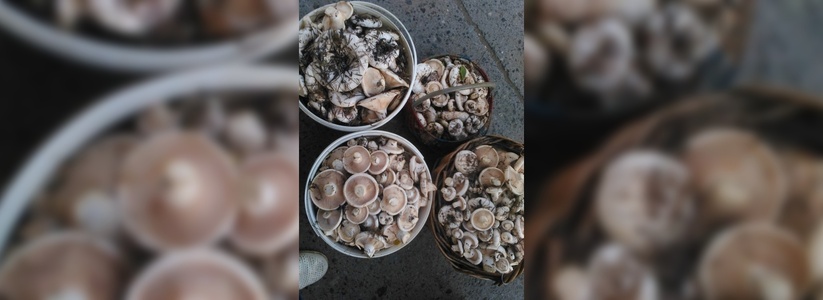 Всем грибы: где под Екатеринбургом можно найти урожайные места и что собирать уже сейчас